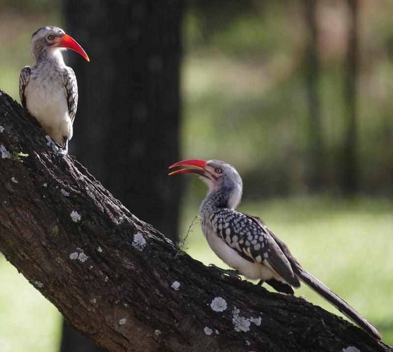 Beestekraal  Mziki Safari Lodge מראה חיצוני תמונה